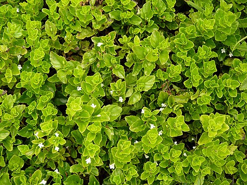 Satureja douglasii